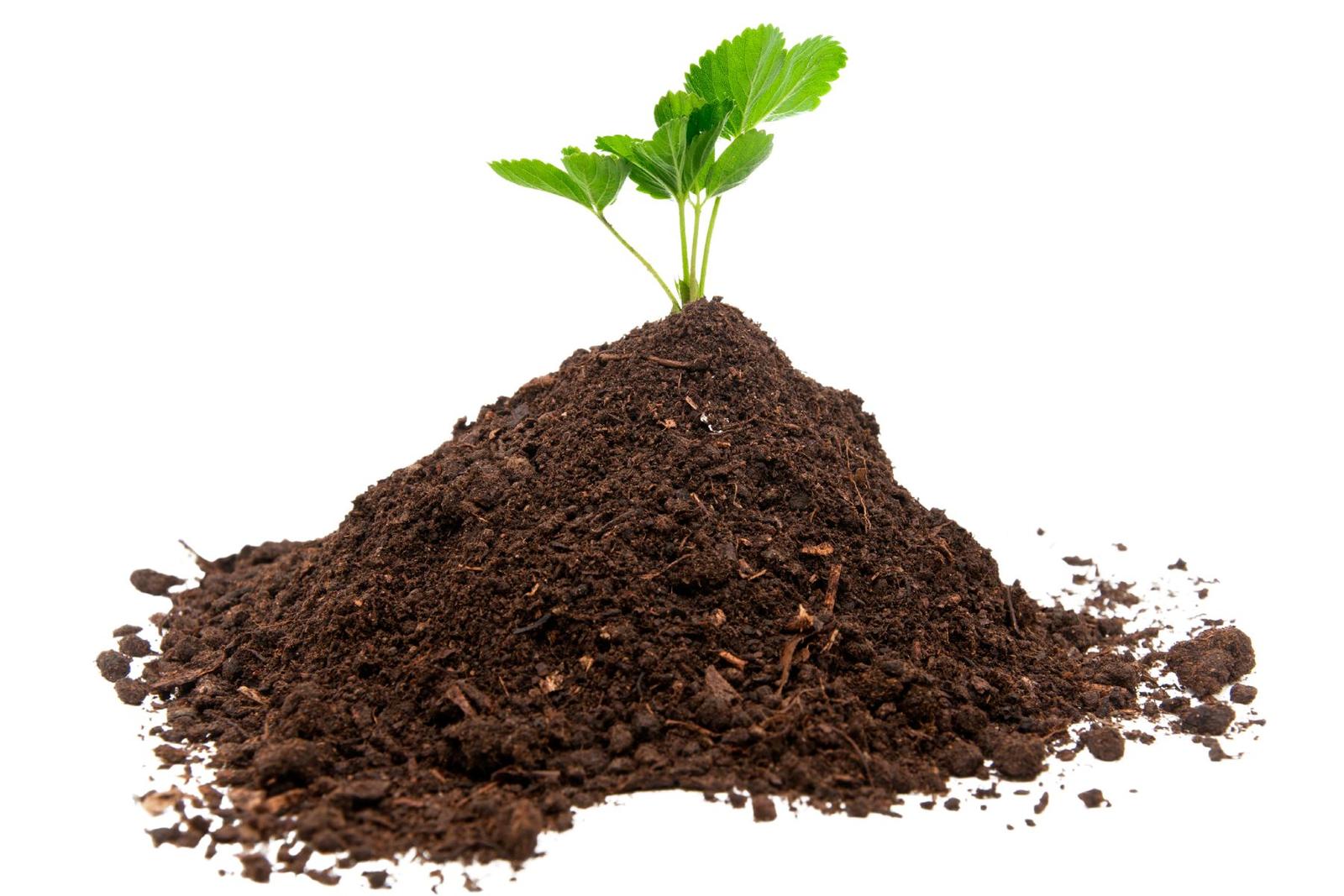 Vermicompost