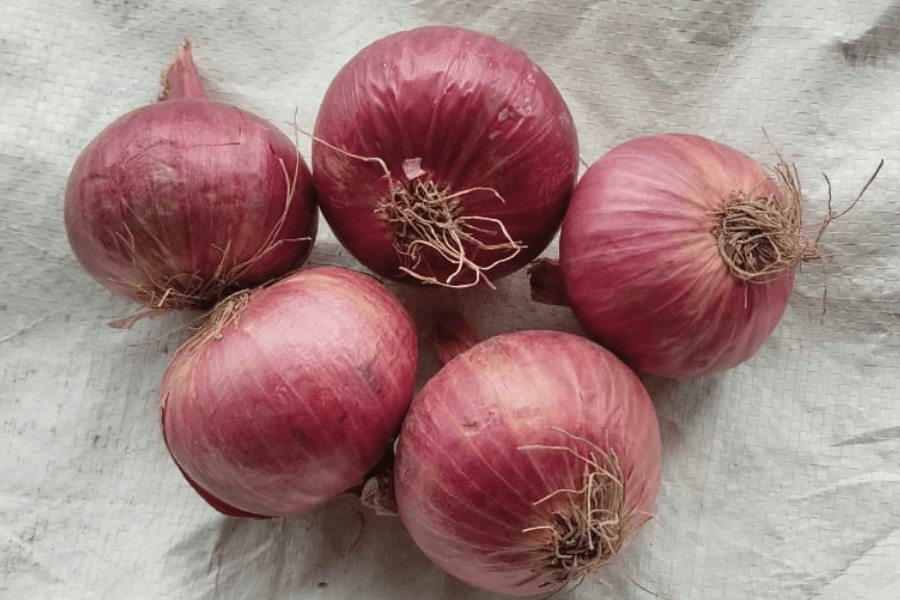 Onion 55mm Plus