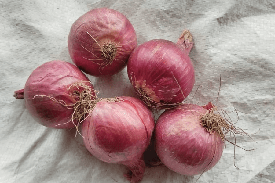 Onion Super 50mm Plus (General Trade)