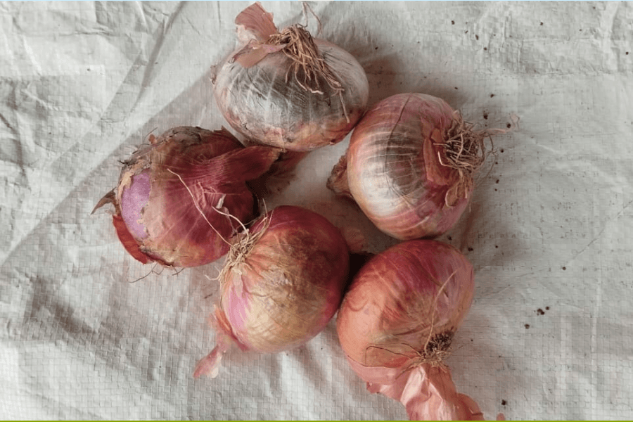 Onion Small Golti