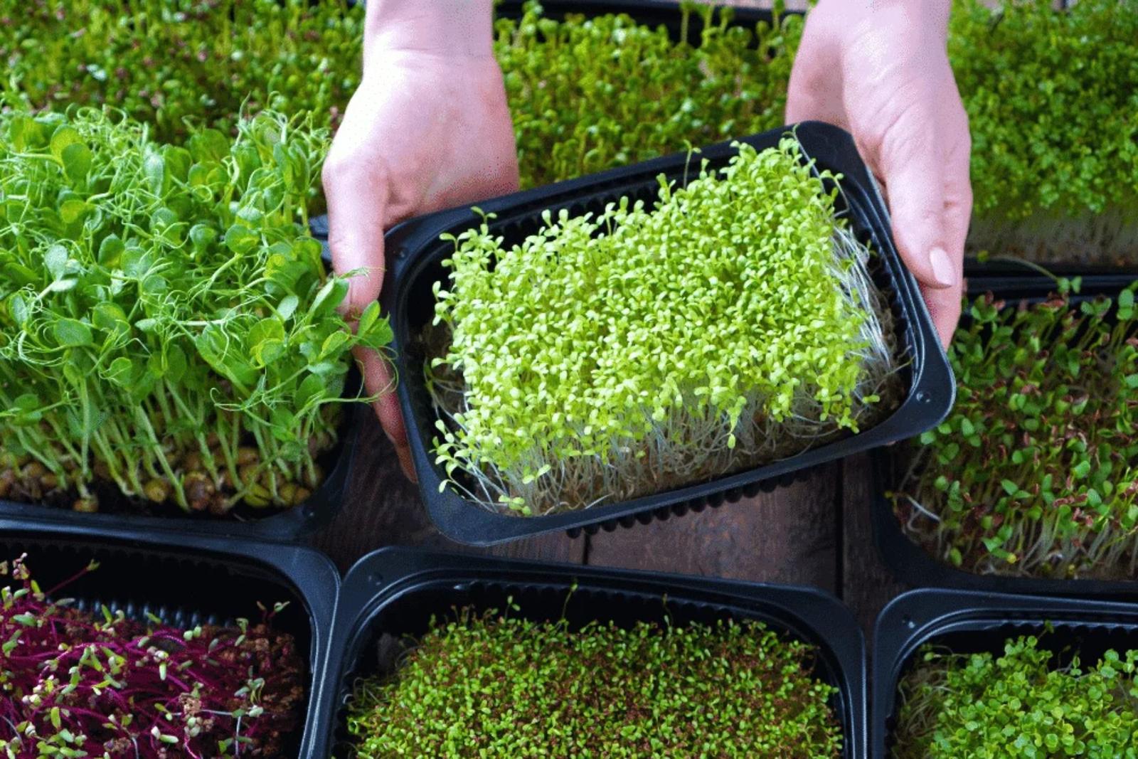 Micro Green kit Mini