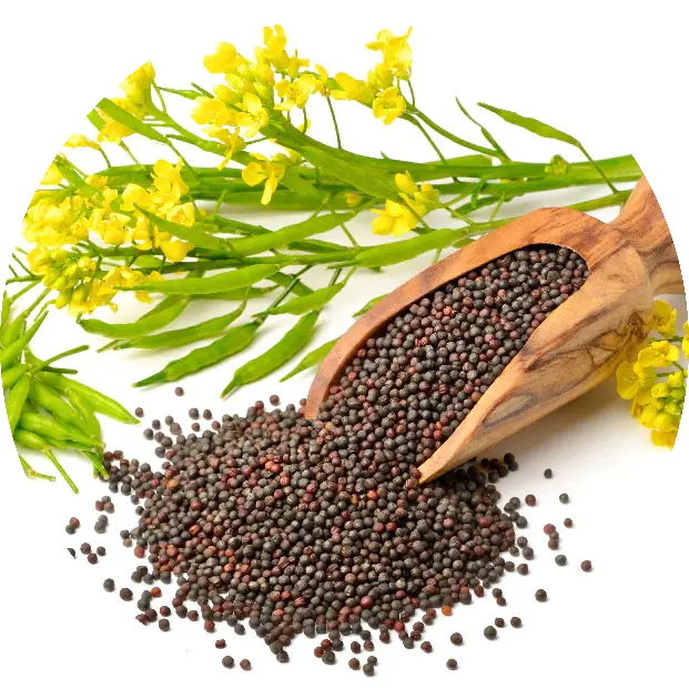 Mustard Oil Gold