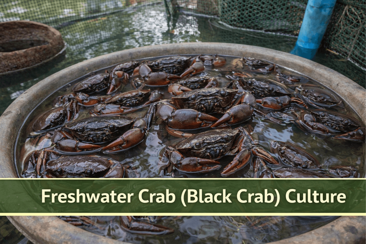 Freshwater Crab (Black Crab) Culture