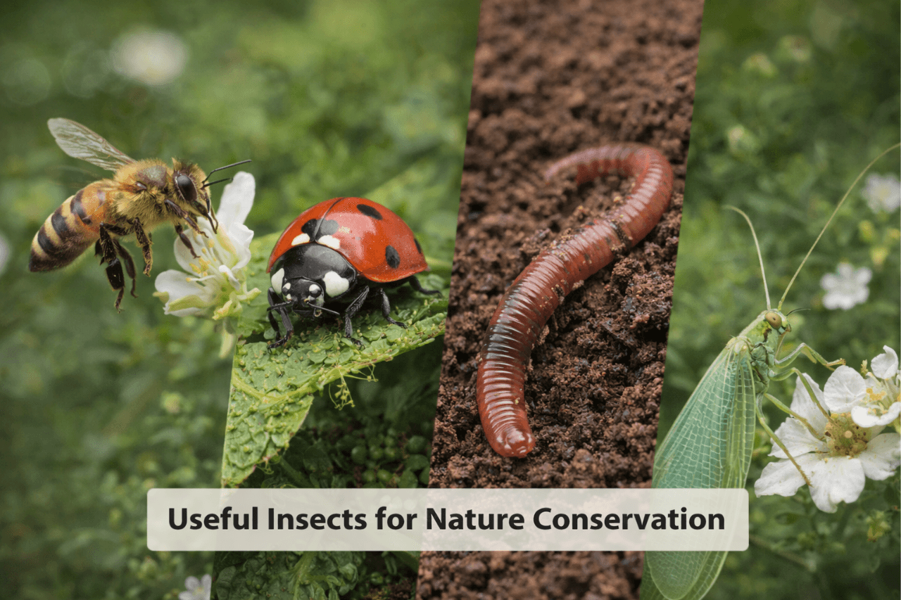 Useful Insects for Nature Conservation