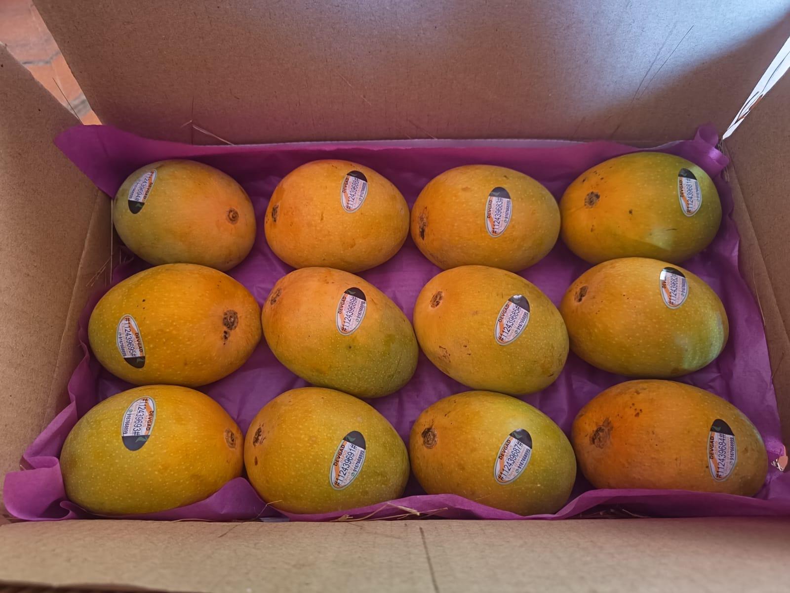 Devgad GI Tag Alphonso Mango 