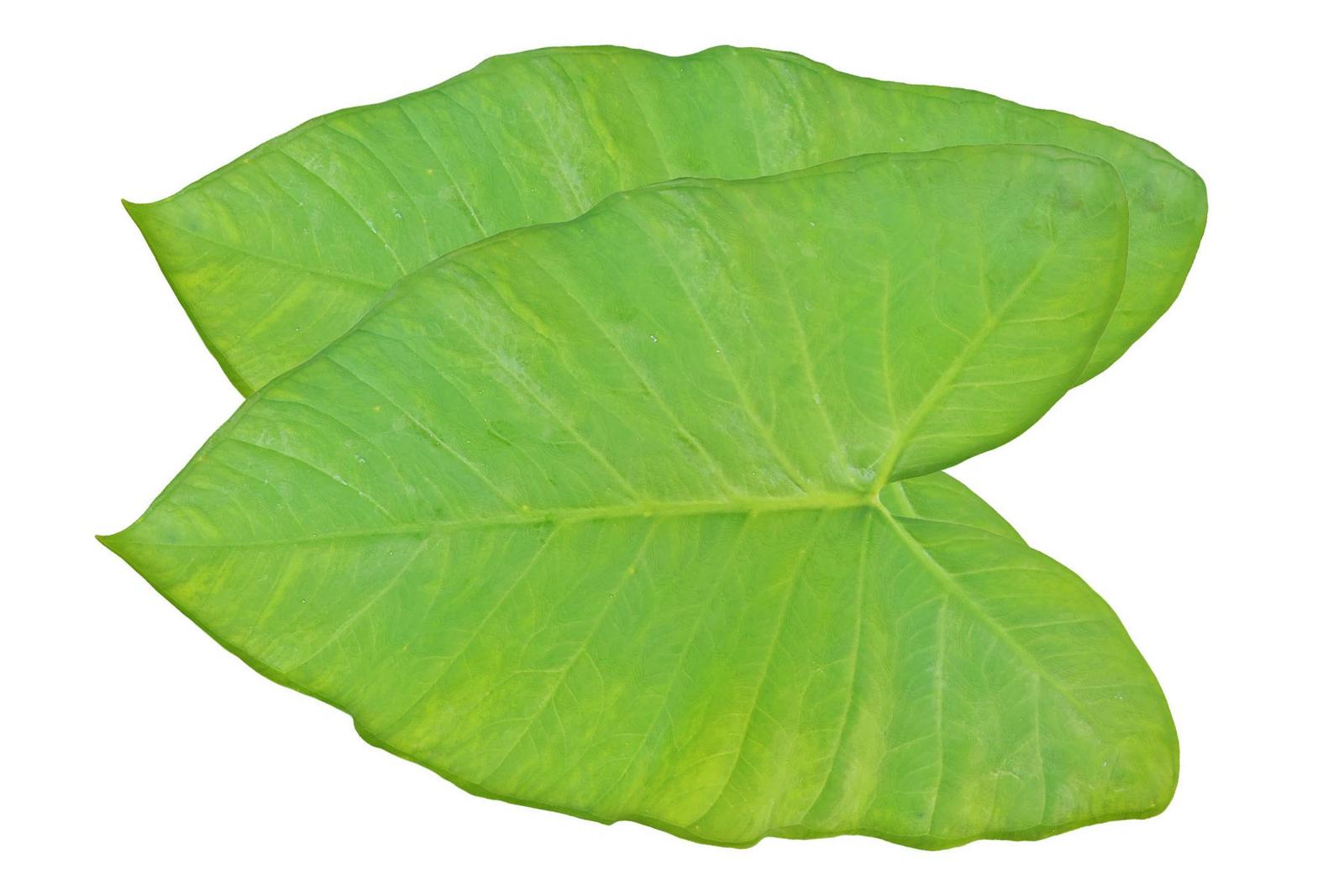 Arbi leaves / अळूची पाने