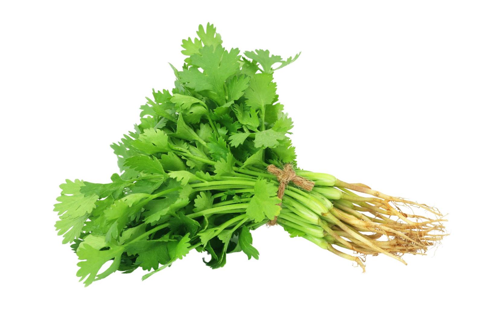 Coriander Leaves / कोथिंबीर