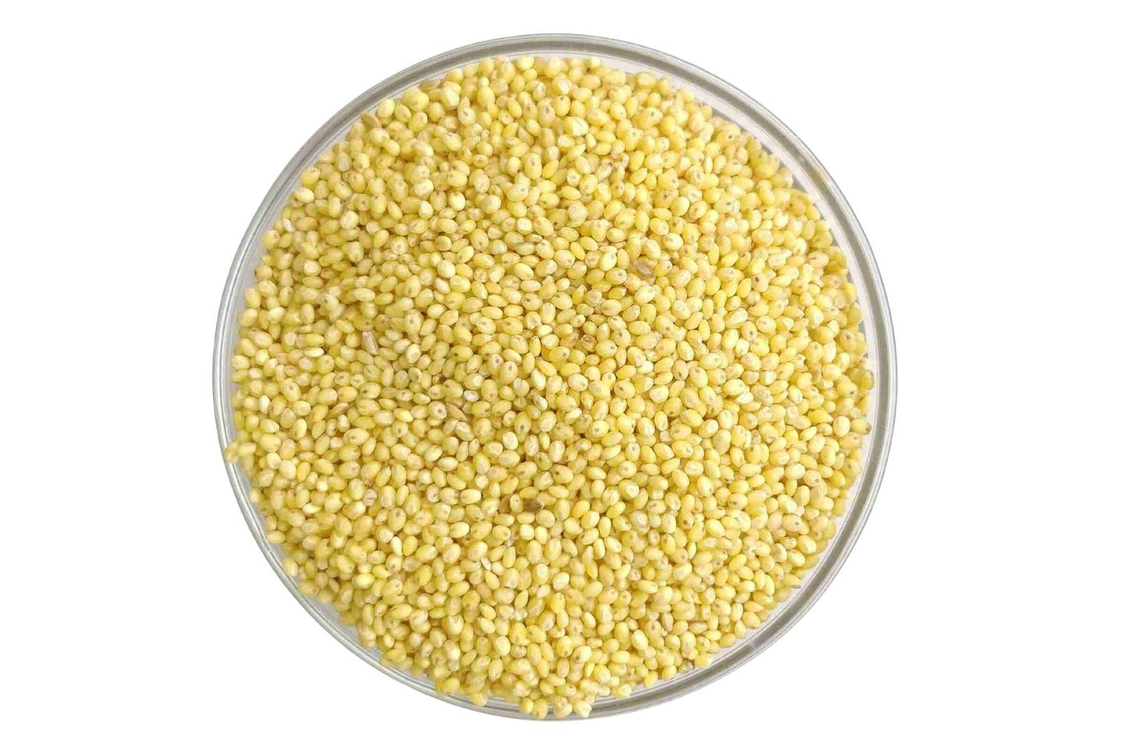 Proso Millet