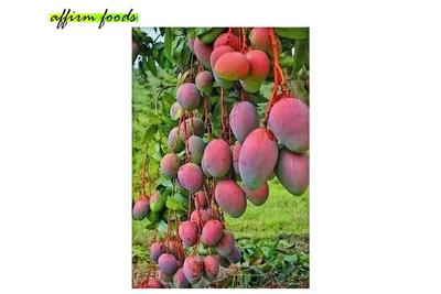 आम गुलाब खास / Gulab Khas Aam