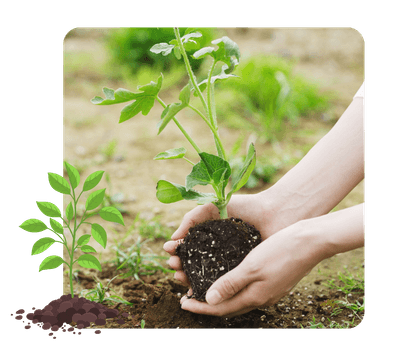 Chitale Dairy Ghee Box