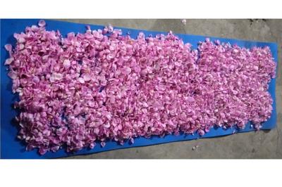 Premium Damask Rose Petals