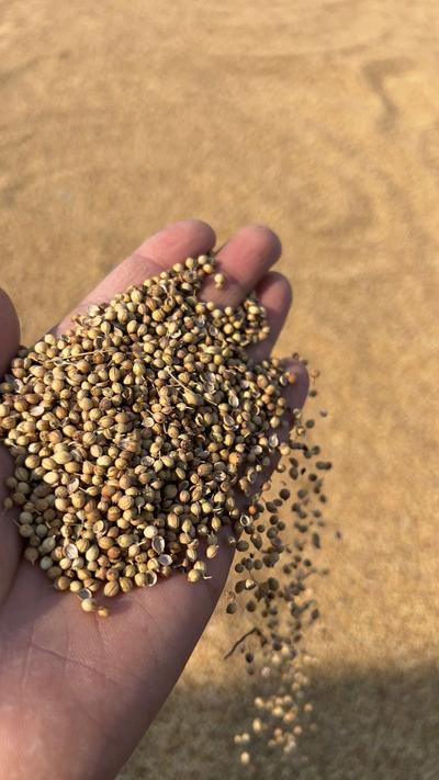 Coriander (Dhaniya) Powder