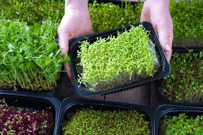 Micro Green kit Mini