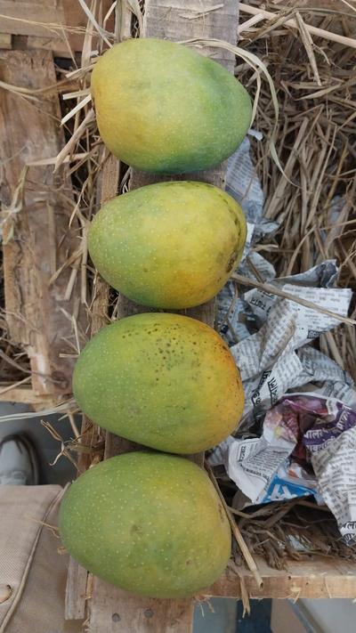 Ratnagiri Alphonso Mango