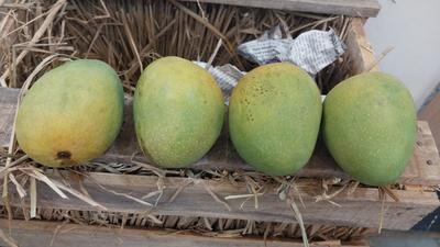 Ratnagiri Alphonso Mango
