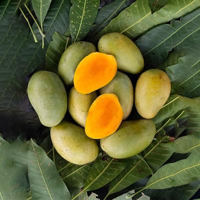 Mango Amrapali / आंबा आम्रपाली
