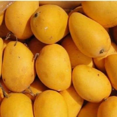 Mango Badami / आंबा बदामी