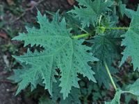 Himalayn Nettle Herbal Tea