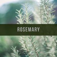 Himalayan Dried Rosemary